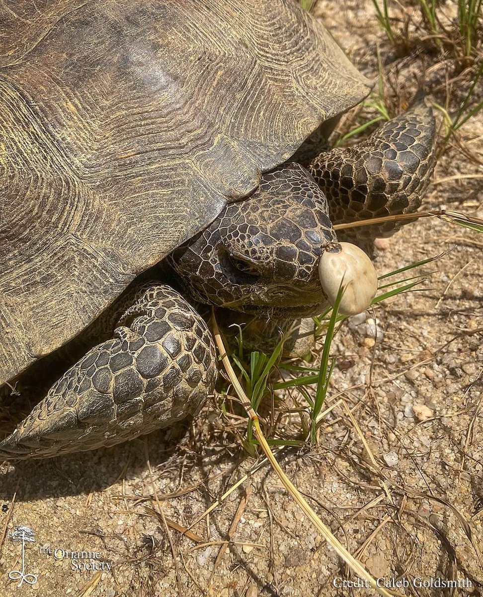 snakeymama's tweet image. Gopher tortoise with an unfortunate passenger 

📷 Caleb Goldsmith