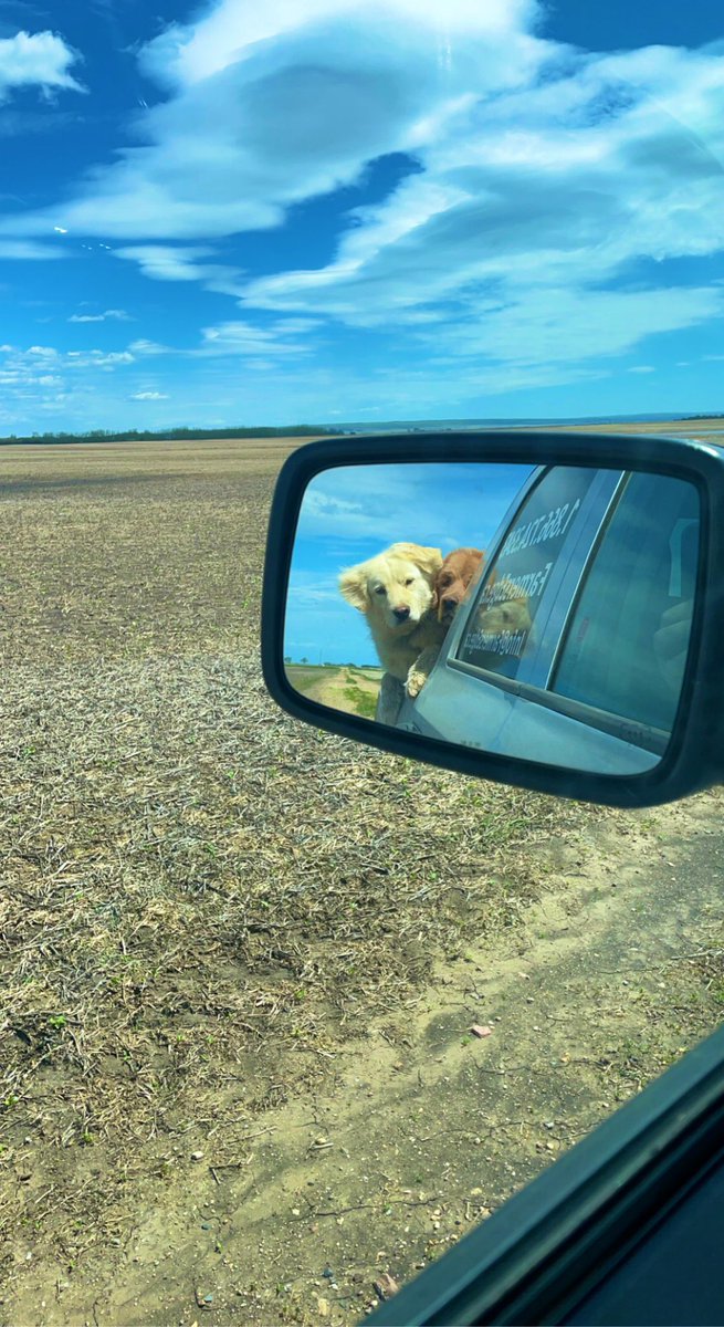 brittparham94's tweet photo. @Bayer4CropsCA The best scouting duo to bring with ! https://t.co/GclIwwD6cr