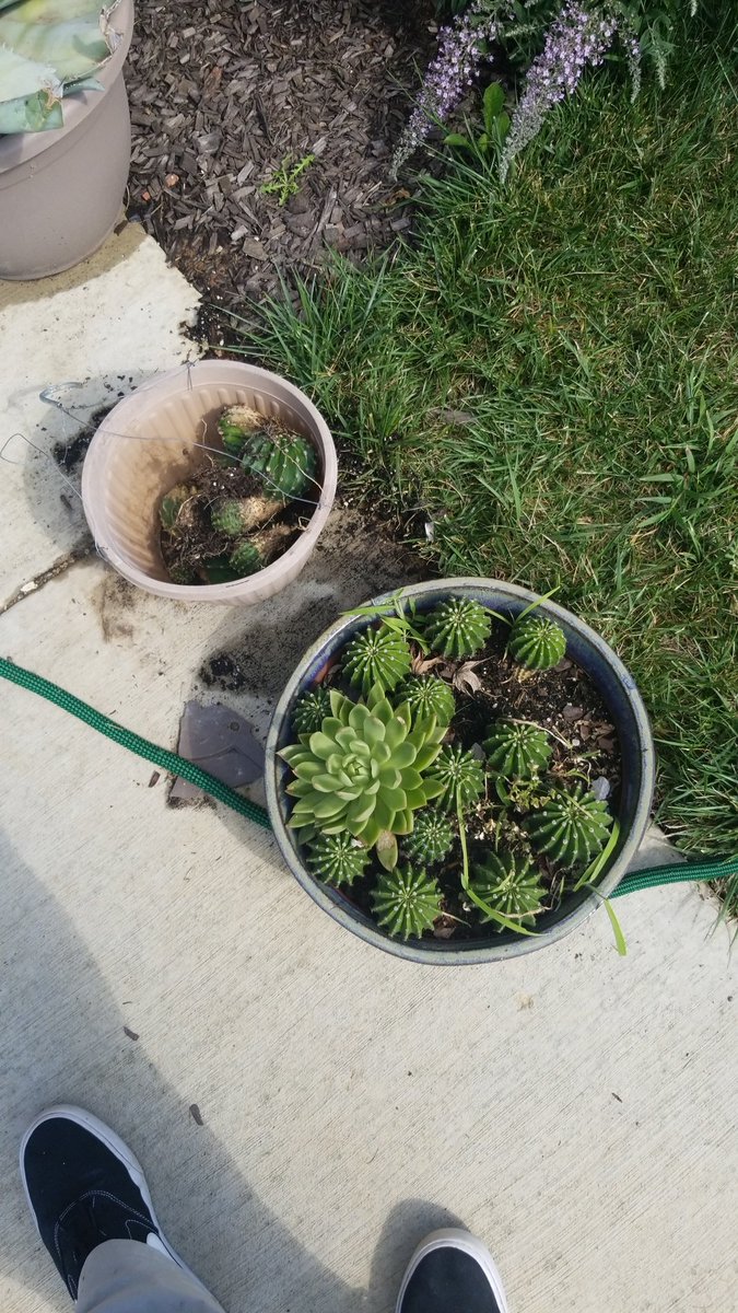 SciPierce's tweet photo. Anybody need a cactus? https://t.co/0vak36CyLQ