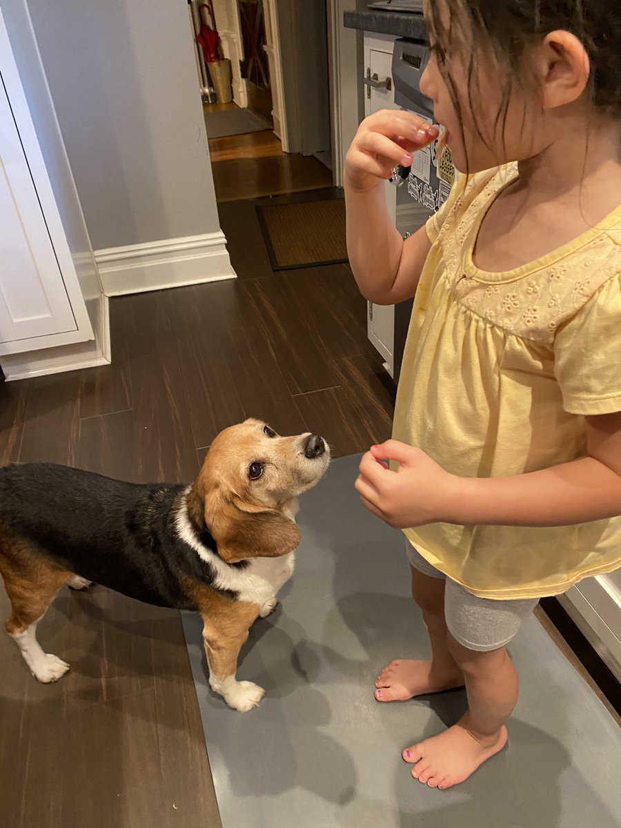 MillietheWB's tweet photo. My 4.5 year old niece is visiting. I need her to start dropping food.  #dropfood #freagle https://t.co/pAm502i6vn