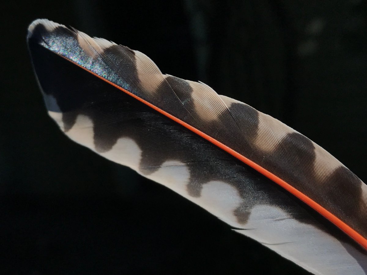 Northern flicker feather
