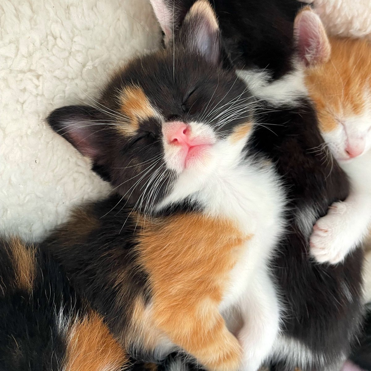 I can’t handle this 😍🥺 #kittens #newbornkittens #lgbtcatmom