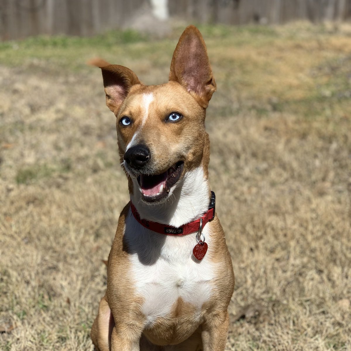 yobrendax's tweet photo. LOST DOG in HOUSTON‼️
Simba was last seen by W Little York &amp; Hollister area https://t.co/JGQZyn31Uz