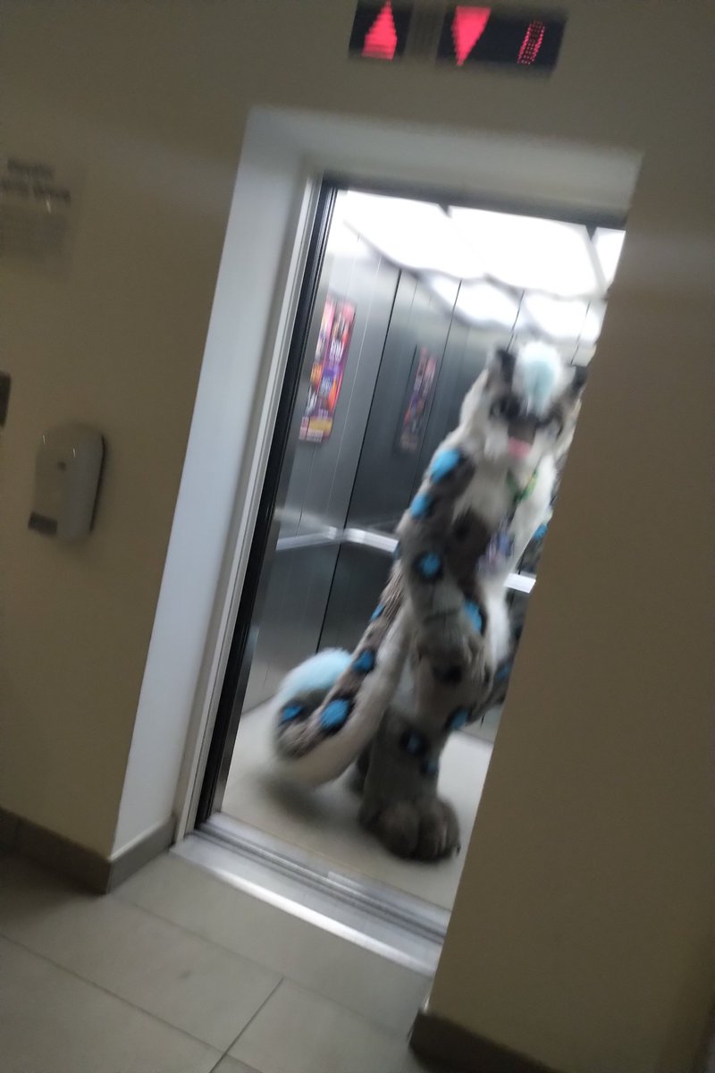 This snep has seen an endangered species, a working elevator for the 2nd wing ! Will he catch it ? 🙀❤️ <a href="/Silou_Atien/">Silou 🐾</a> in <a href="/ESTRELevator/">ESTRELEVATOR</a> at #EF26