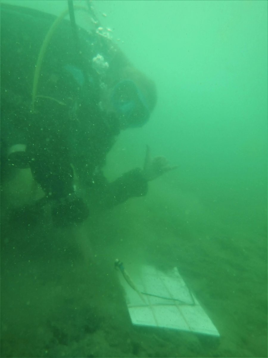 ReviveOurGulf's tweet photo. Ōkahu Bay 6 (7) mo. monitoring results in:  Beginning to see a marked difference in survival of the kūtai on shell (S1..S3) 😀 vs, those on bare sediment (M1..M3) 😫.  More 11-arm stars. Getting interesting!  #kūtaiōkahu  #shellfishrestoration #haurakigulfregeneration https://t.co/AS67XP5EOj