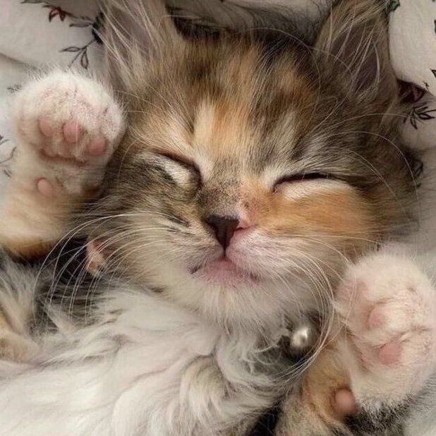 juyomiascats's tweet photo. https://t.co/VqInht26FS