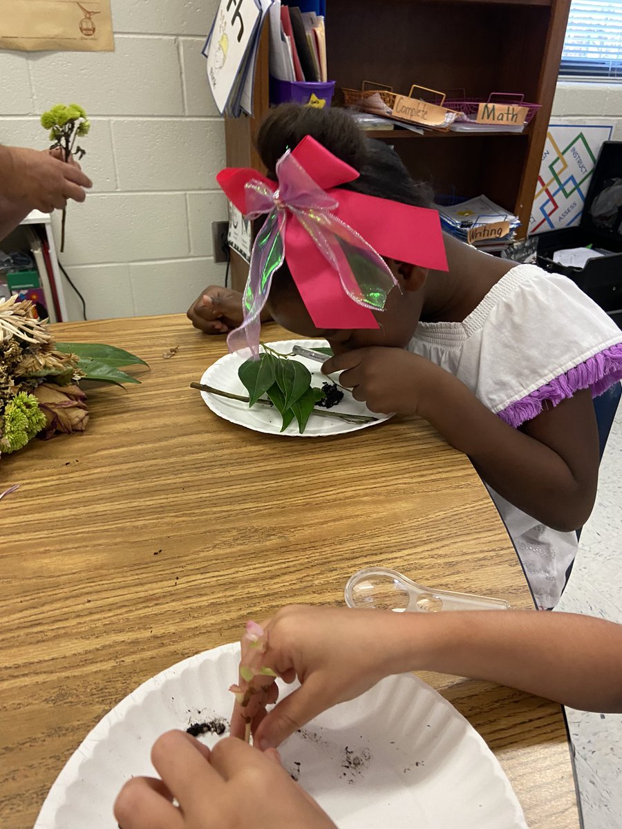 MadisonDionne2's tweet photo. Our little first grade scientists got to investigate the parts of a plant through some hands-on experiences and through technology. I am blown away by their investigation skills! @staciparker48 @NastasiNews @MRegan0123 @JanetMarotte777 @Beth_Coryell https://t.co/Lx2Xn6XWuL