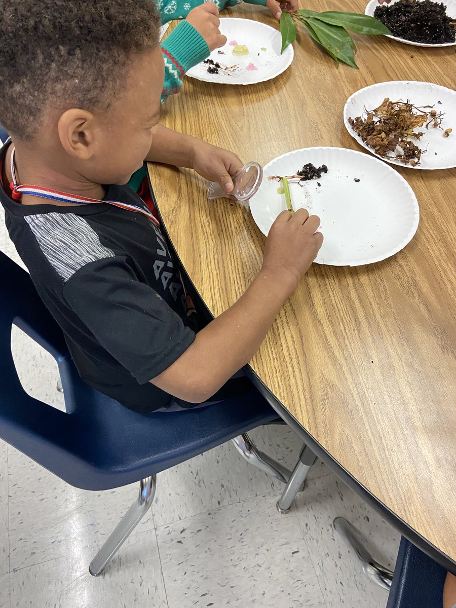 MadisonDionne2's tweet photo. Our little first grade scientists got to investigate the parts of a plant through some hands-on experiences and through technology. I am blown away by their investigation skills! @staciparker48 @NastasiNews @MRegan0123 @JanetMarotte777 @Beth_Coryell https://t.co/Lx2Xn6XWuL