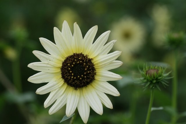 Tsugumi 0617tsugu Twitter