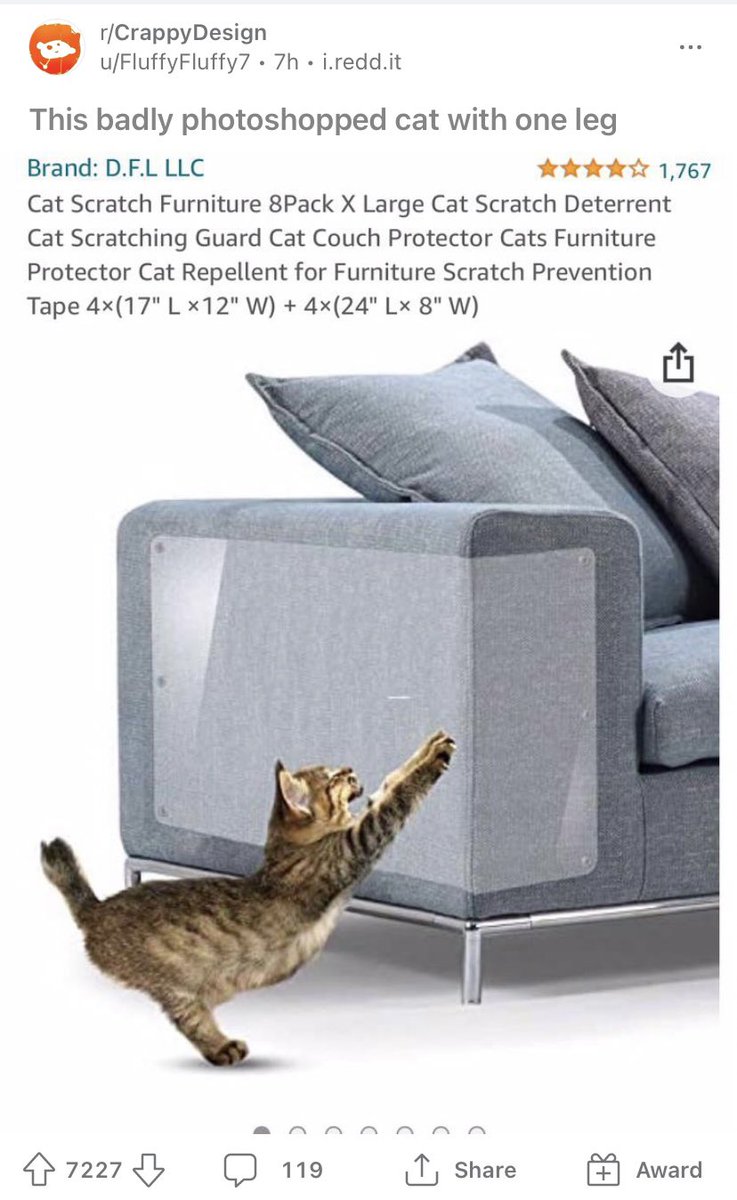 BlenkosThoughts's tweet photo. glad to see Bitty finally contributing to the rent @feederofcats putting him to work in stock photo shoots https://t.co/9OIKEt6x8A