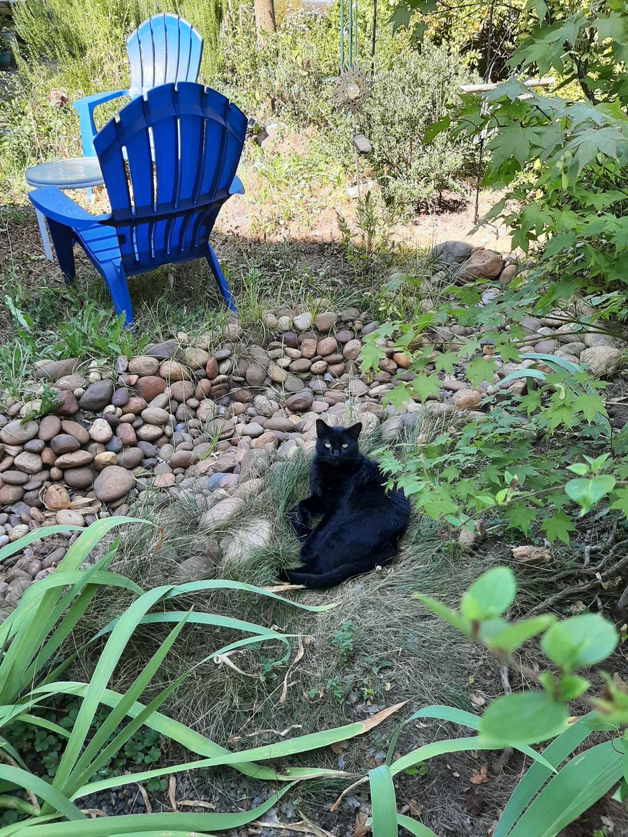 AkaOrangejuice's tweet photo. The purrrrfect life of a cat!!
#CatsofTwittter #blackcatsrock #blackcat #Blackisbeautiful #AdoptDontShop #pdxsun #pnw #SummerVibes https://t.co/k2iEDZu4Ah