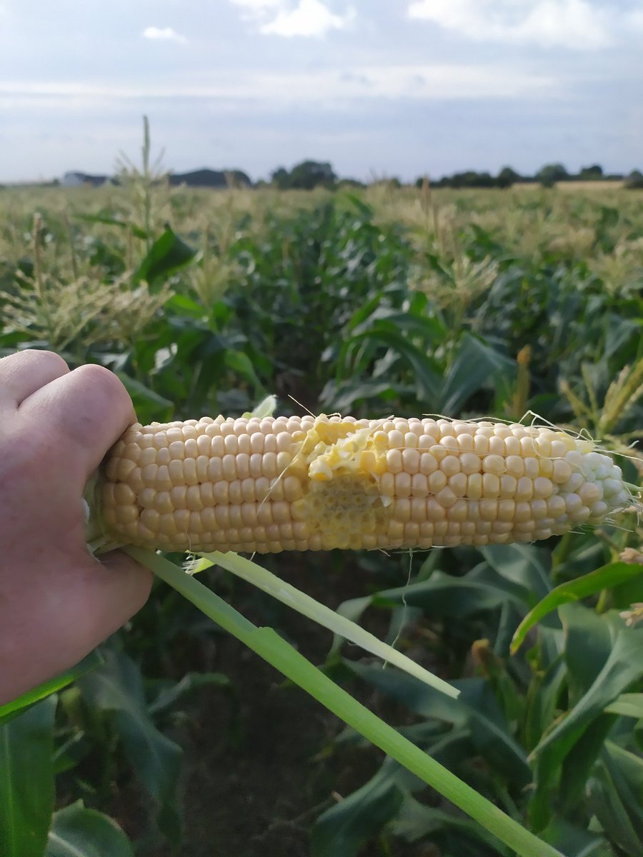TerrafarmIRL's tweet photo. 👋@TheHardShoulder @NewstalkFM @AisLarkin listening back to your piece on sweetcorn.We're the largest grower of🌽 in Ireland, just outside skerries.The taste of sweetcorn unreal this year,with the☀️.We're in the middle of harvest,very happy to show you how it's grown in Ireland. https://t.co/H6244dElgg