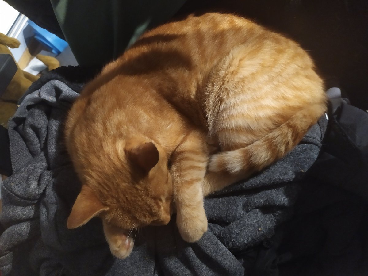 Femboy7312's tweet photo. @musclegf A cute cat! But my cat's better ;* https://t.co/HI08FCBcAM