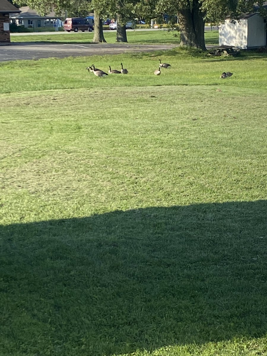 Markofthebelts's tweet photo. Welp walked outside to see i dont have a backyard anymore, is this what i get for laughing at @HeyHeyItsConrad and  @RefSuperDavePWD earlier in the summer, do i need to accost them with a wrestling belt cause ill do it ! #gooseshit https://t.co/dUWL94b0tC