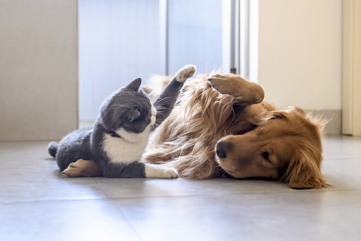 KaiFujimoto18's tweet photo. #WhatIlearnedin39C
One of my favorite things I learned about in Writing 39C was the fundamental differences between dogs and cats.  I never realized that house cats are still shockingly close to their wild counterparts. https://t.co/8nJDuVwmrD