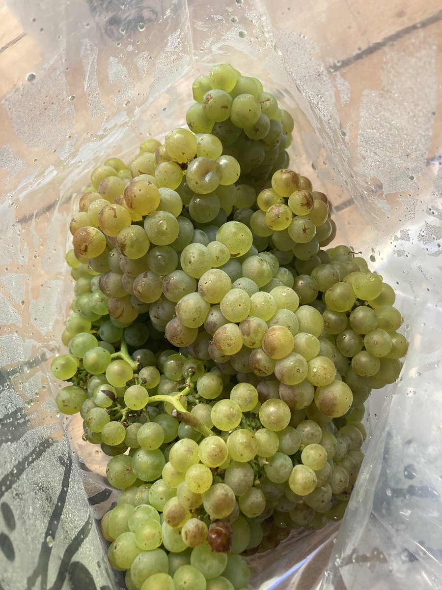 Alison Crowe tweet media