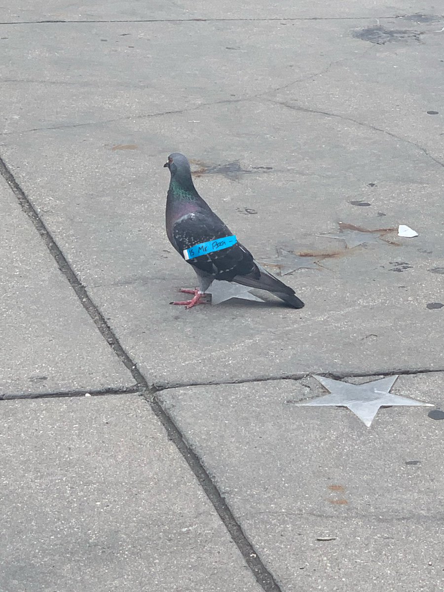 ATTENTION!!!! we caught a pigeon. mr. pig is #15 in line for #icytoronto