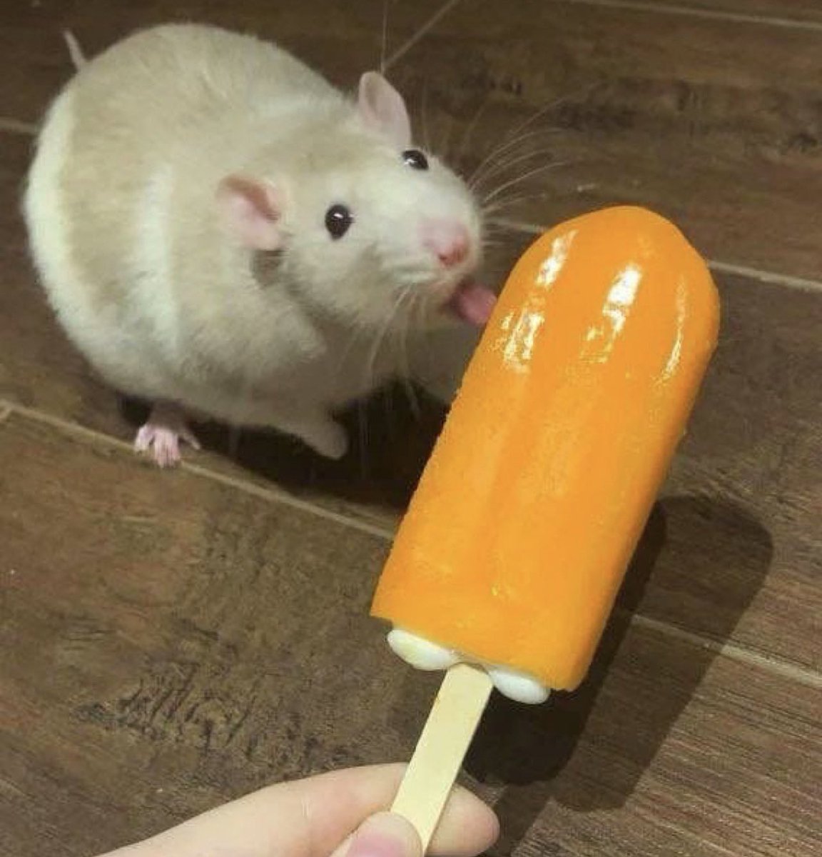 Rats tweet media