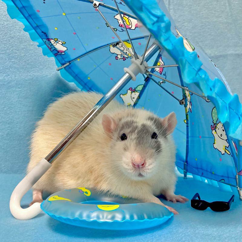 Rats tweet media