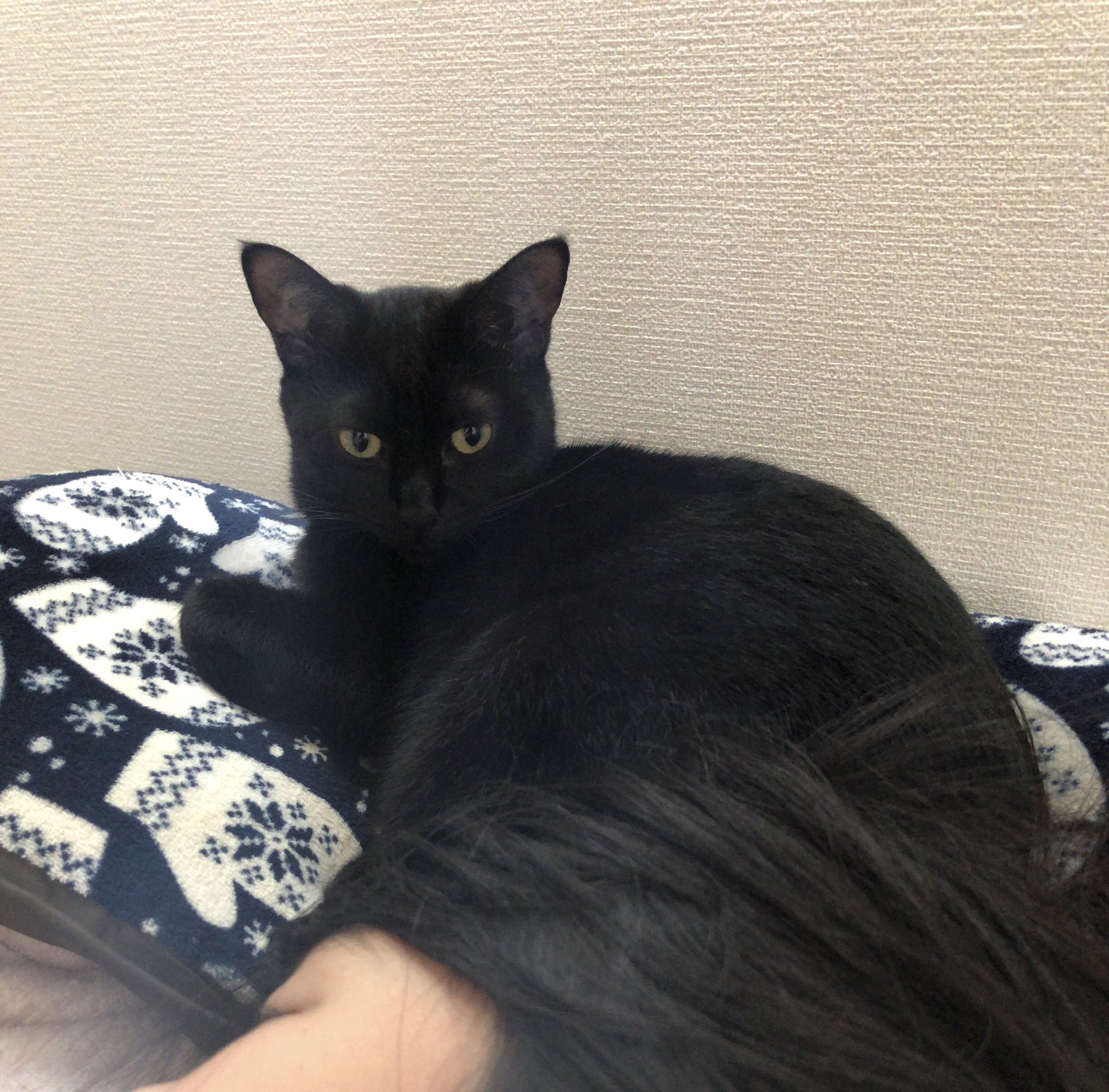 黒猫様専用ページ uCSrUh2wPI - godawaripowerispat.com