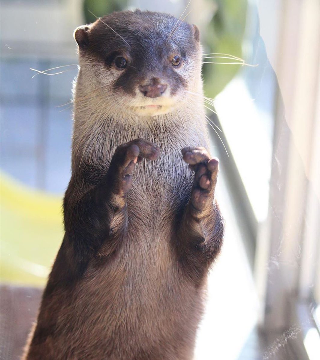 In Otter News.... tweet media