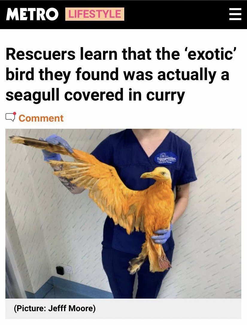 APredeus's tweet photo. And here I was, thinking Liver bird was actually a made-up, mythical creature! https://t.co/rbk6tZq02Q