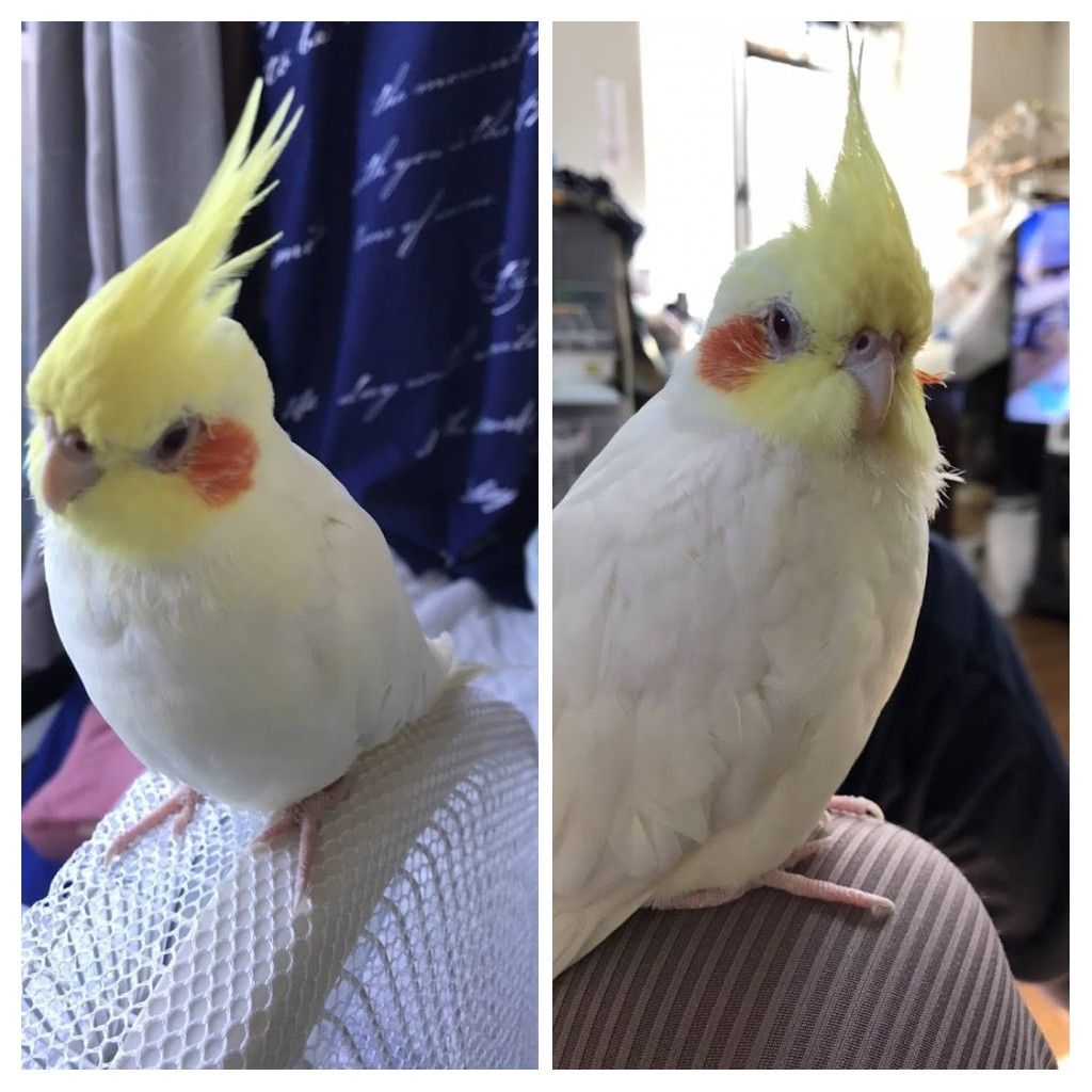 オカメインコ るるちゃん探してます tweet media