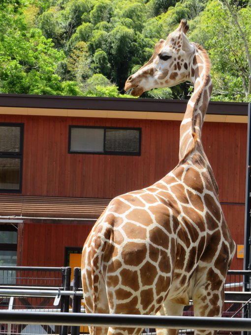 静岡市立 日本平動物園 間近でさまざまな角度から観察できる行動展示と レッサーパンダの聖地