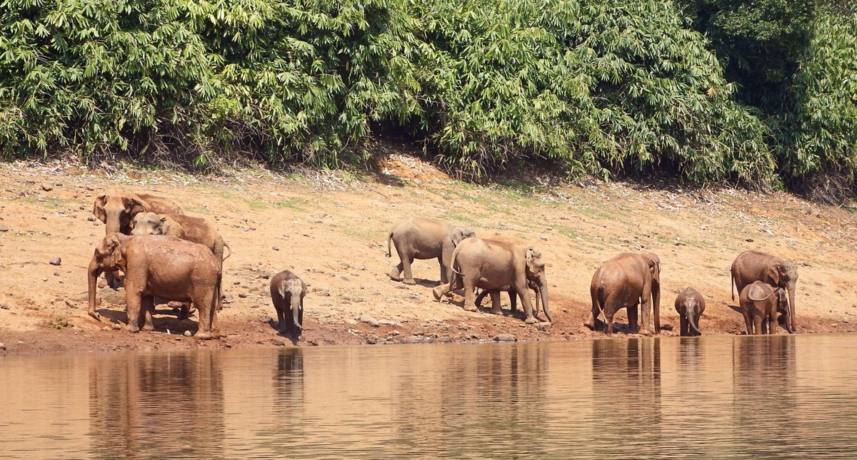 KaiFujimoto18's tweet photo. #39canimals
Some types of elephants are especially affected by the habitat loss, with Sumatran elephants native to Indonesia critically endangered, having a total population as small as 2800 elephants (Mariati 248). 
https://t.co/HsYOado2tI https://t.co/QRAB1wyL3f
