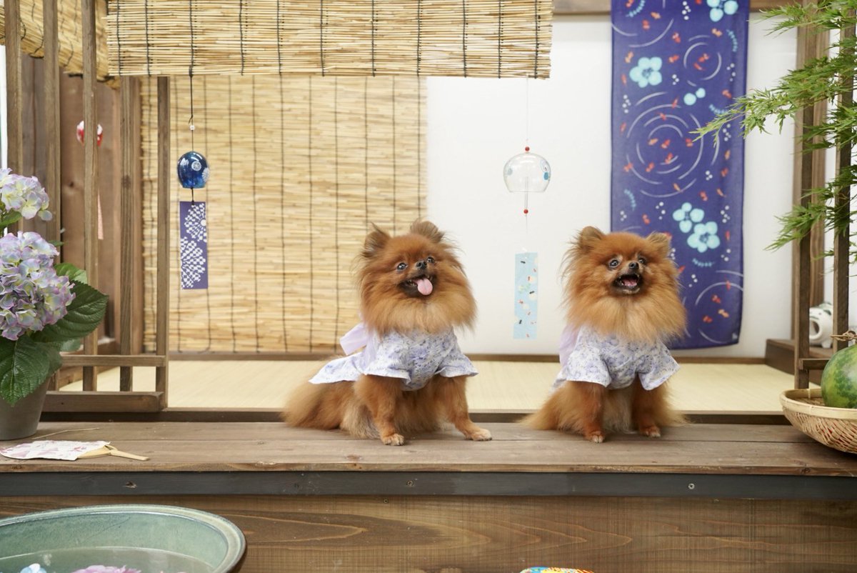 تويتر 親戚さん البحث في تويتر