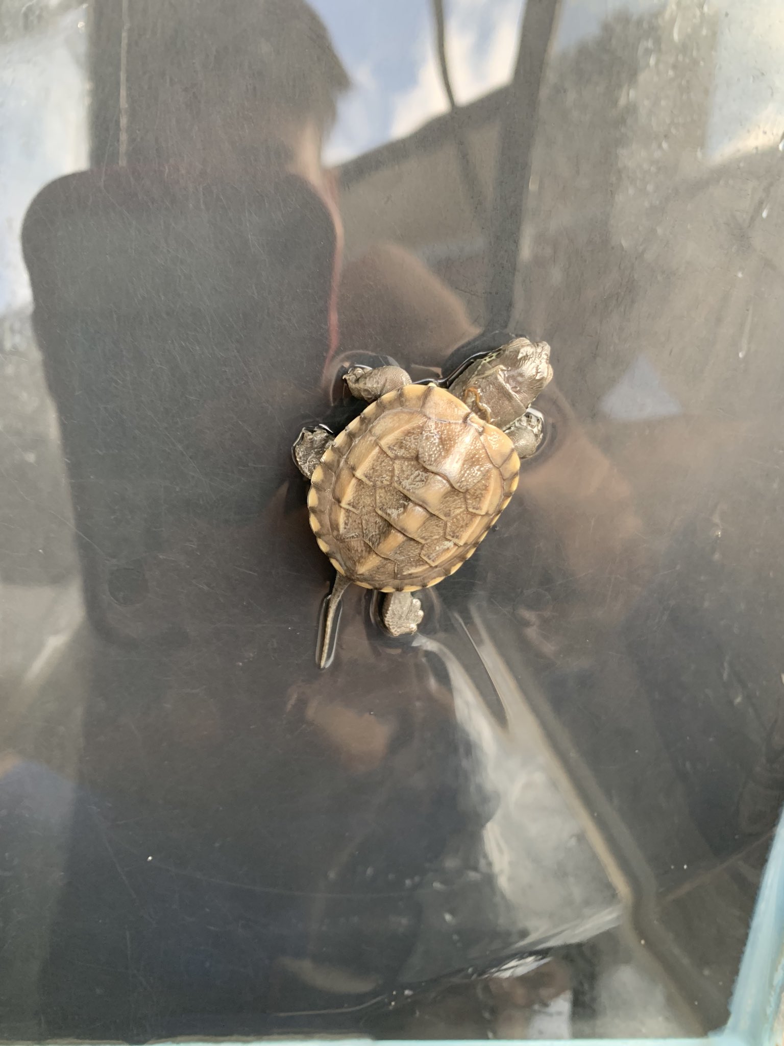 亀吉 Oj8s5zv14nlknp5 Twitter