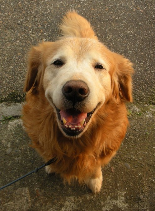 今日は #世界犬の日 。                             
本物のびりぽんとびりぽん様を称えたまえ～。
   🌼
(\ 'ω' )/今日はびりぽんの日だワン!
皆からのちゅーる大歓迎だワン! 