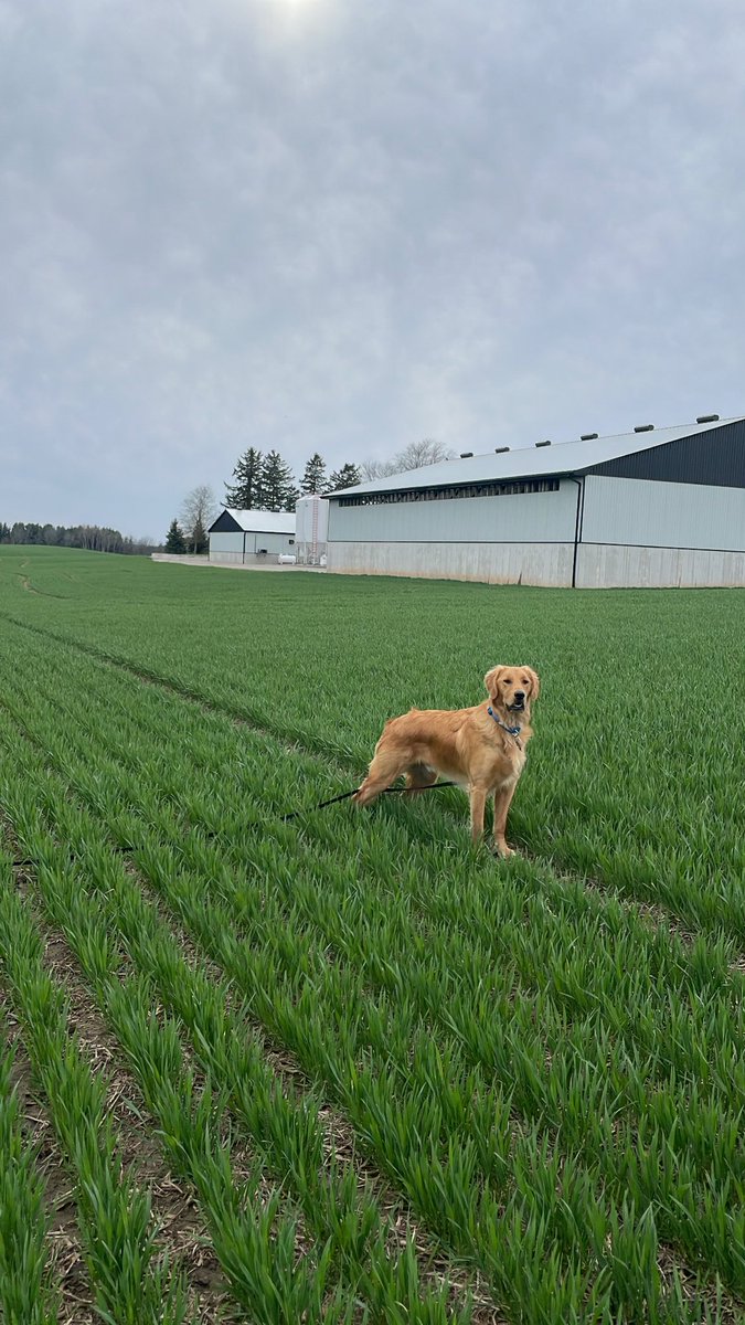 Kayla Veldman tweet media