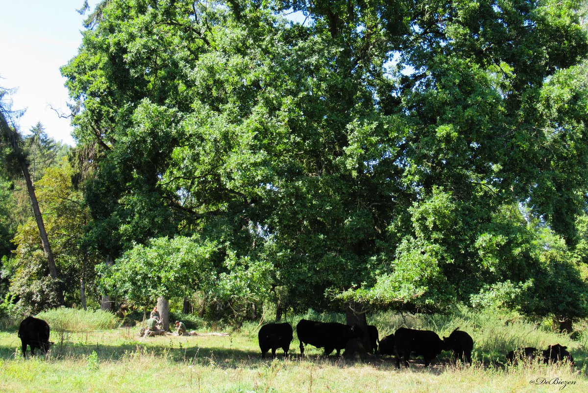 DeBiezen_76's tweet photo. In het beekdallandschap van de #Geul #Ingendael graast een mooie kudde Galloway runderen (en Konikpaarden)🌳Ondanks de droogte toch wat typische kalkgrasland flora gezien ,en de ijsvogels waren vandaag luid en duidelijk aanwezig bij de Geul 💚 https://t.co/GeGUmksqFv