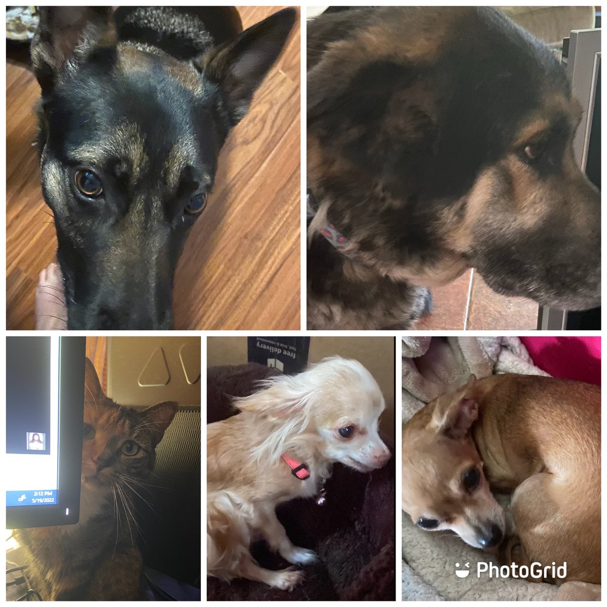 TString5's tweet image. From L to R, top to bottom. Goldie, Ash, Smitten, Daisy, and Coco.