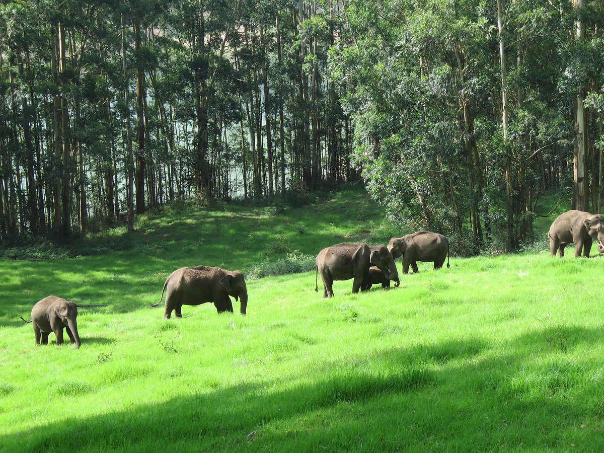 KaiFujimoto18's tweet photo. #39canimals Although creation of ecological corridors can cost some privately owned farmland, they stand out as they not only help elephants safely travel without conflict, but also help to give back some of their habitat while connecting protected areas. (1/2) https://t.co/iuwMCqJx0d