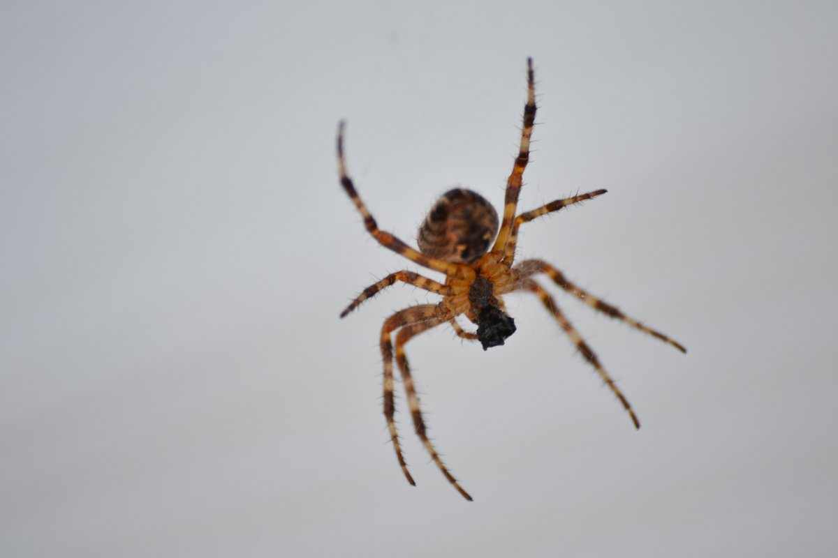 Bezzina Designs tweet media