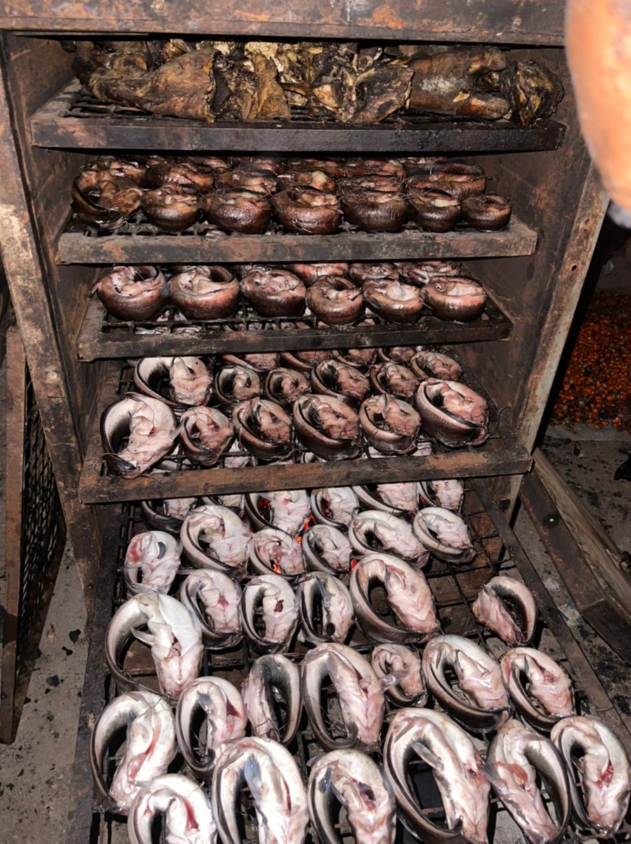 KNUgochukwu's tweet photo. Kingsley What have you been doing since this new week??

Please check the pics below🌻

So far, have dried 360 Fish this week💪💪💪

Will complete the 500 Tomorrow 🙌🙌 and next.

#Ferdinandtutorials
#Fishery https://t.co/SirNGj8sWC