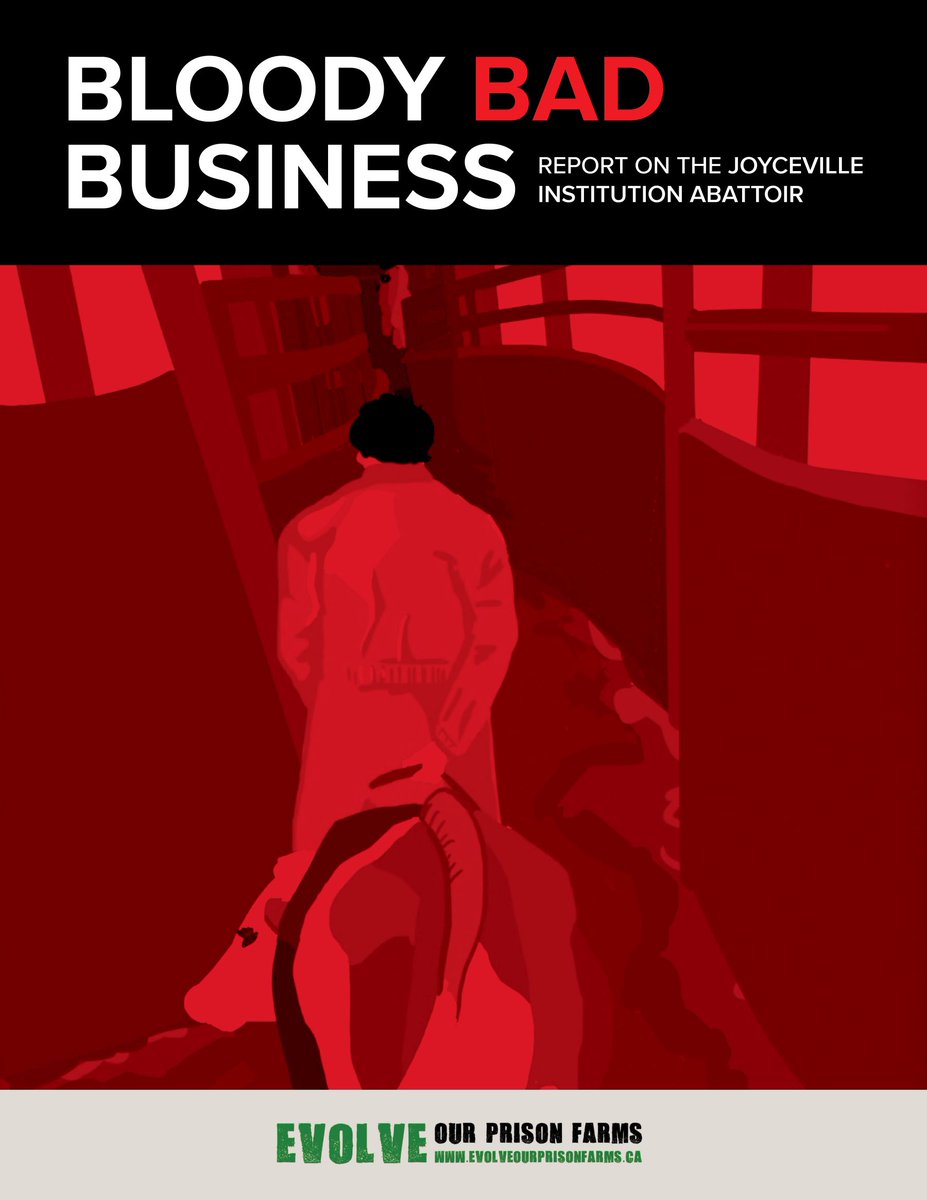 EvolveOPF's tweet photo. NEWS RELEASE: Corrections 🇨🇦 Training Prisoners to Kill, Violating Human Rights. "Bloody Bad Business" exposes never-before-seen violations at Canada's last prison abattoir. Contraband smuggling, spraying blood, animal abuse &amp; prisoners made to kill for $. https://t.co/s6tCnvIr9Q https://t.co/1X2AjgLtbL