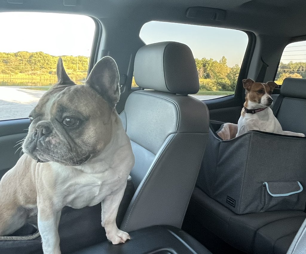 INDStateRex's tweet image. Edith and Tucker are back in the Haute for another doggy vacay!  #HauteHounds