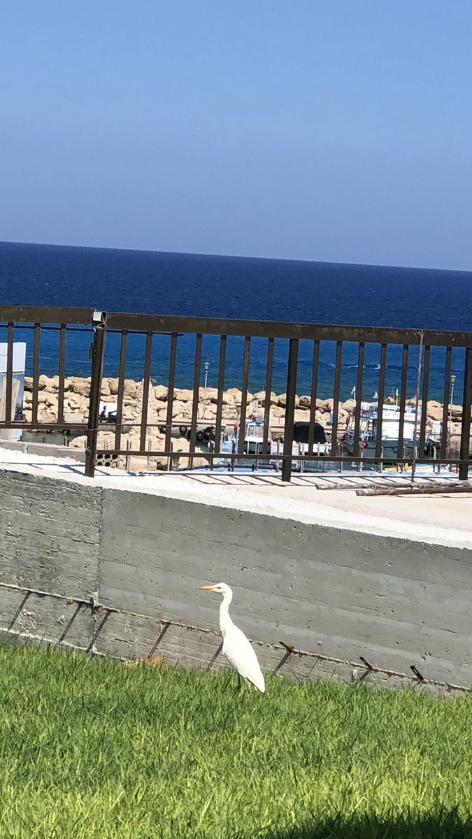 AlexiaVassiliou's tweet photo. Today around 2:30pm in the area of Protaras, in Cyprus. Is it an #egret Or a #heron? #birds #birdsoftwitter #rarebirds #birdsofCyprus #NatureBeauty #NaturePhotography https://t.co/IOhuTth391