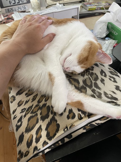 守らざるを得ない 