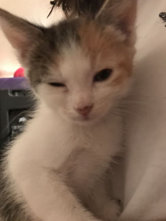 kityxcals's tweet photo. + hi! im licc/magic, not new to edtwt just a new account

+ hw 85 kg sw 77 kg
+ osfed/ednos 
+ my favorite color is brown
+ cat obsessed  
+ bed for 6 yrs 

rt 4 moot https://t.co/whj8VZwULf