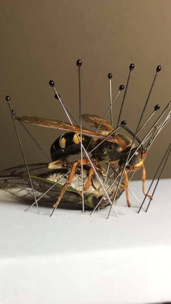 SalaMaddie's tweet photo. After collecting dead bugs my whole life I finally did something with them! The cicada killer wasp was found in eastern Massachusetts this week while doing field work, the cicada however has been tucked away in my collection for 15 years waiting to be “killed” https://t.co/bdlQYCMAPJ