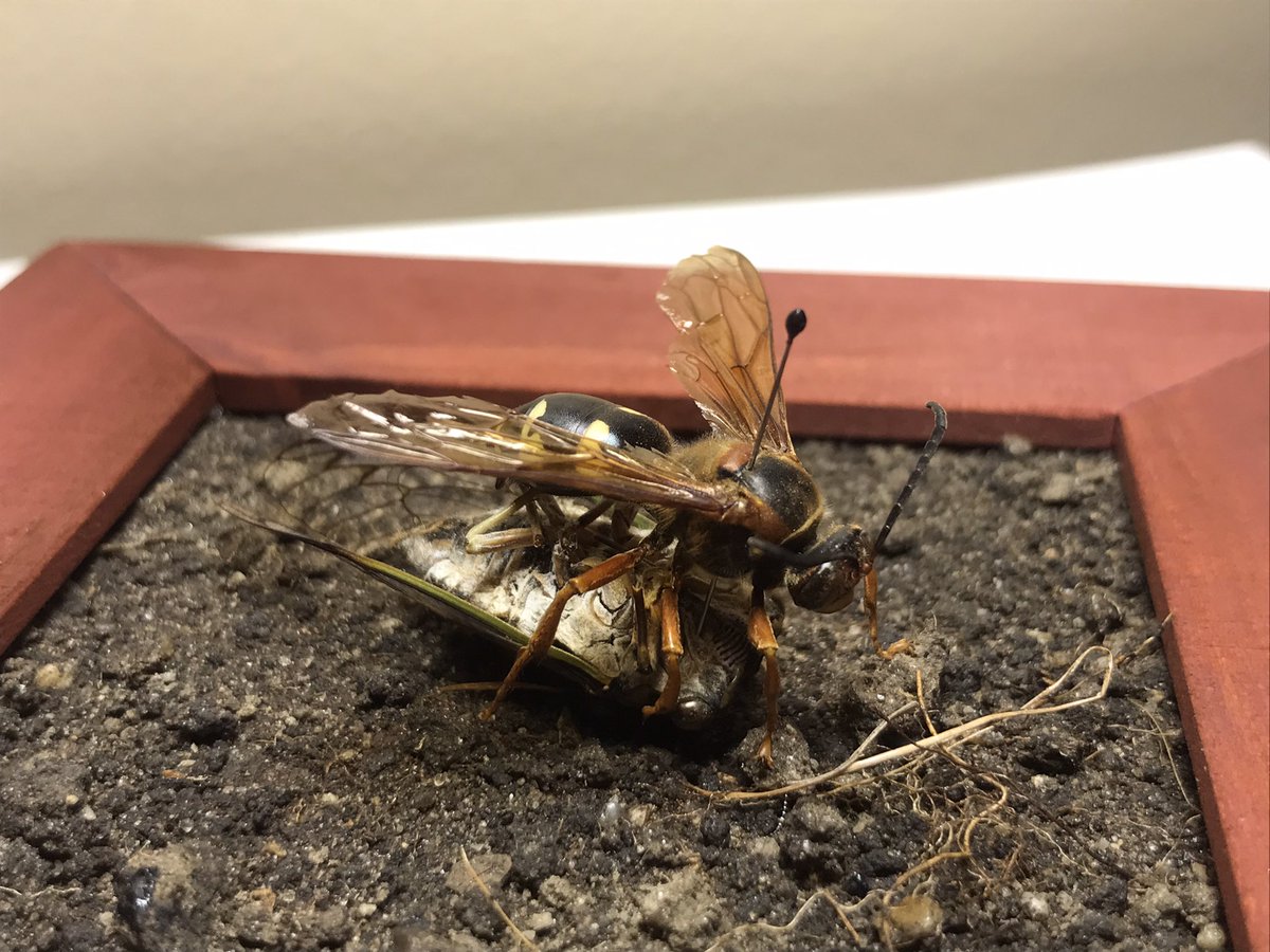 SalaMaddie's tweet photo. After collecting dead bugs my whole life I finally did something with them! The cicada killer wasp was found in eastern Massachusetts this week while doing field work, the cicada however has been tucked away in my collection for 15 years waiting to be “killed” https://t.co/bdlQYCMAPJ