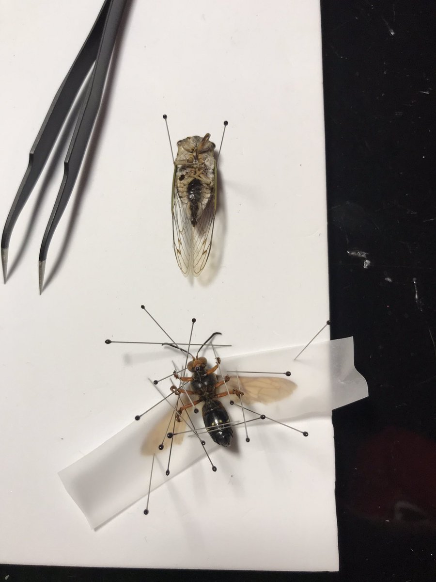 SalaMaddie's tweet photo. After collecting dead bugs my whole life I finally did something with them! The cicada killer wasp was found in eastern Massachusetts this week while doing field work, the cicada however has been tucked away in my collection for 15 years waiting to be “killed” https://t.co/bdlQYCMAPJ