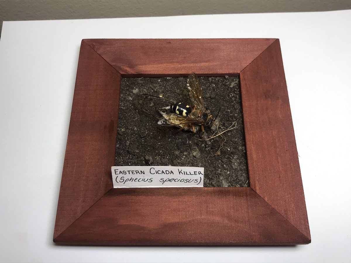 SalaMaddie's tweet photo. After collecting dead bugs my whole life I finally did something with them! The cicada killer wasp was found in eastern Massachusetts this week while doing field work, the cicada however has been tucked away in my collection for 15 years waiting to be “killed” https://t.co/bdlQYCMAPJ