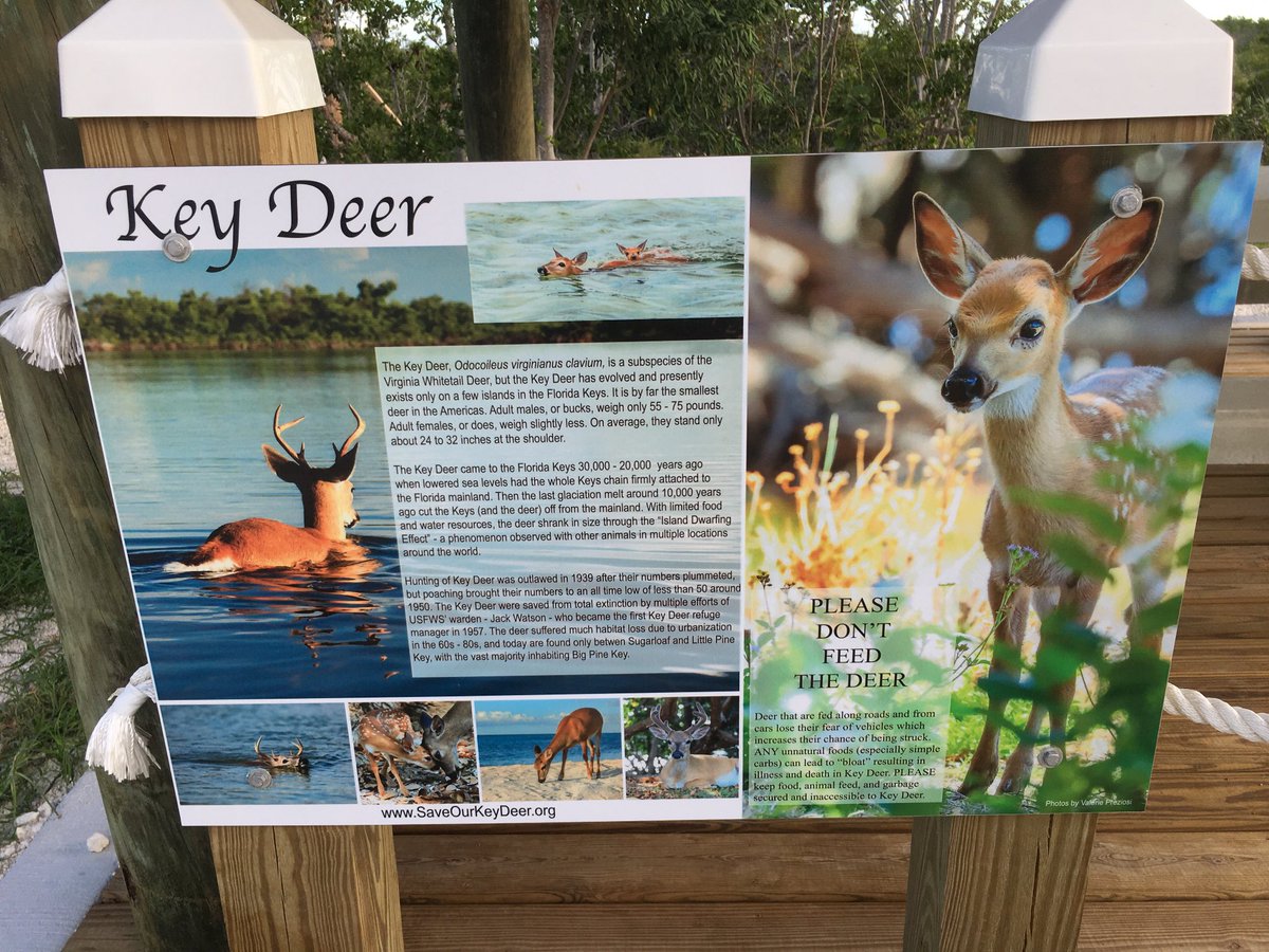 RacingToDisney's tweet photo. Had a great adventure at the new park here on the island. #LiveLifeActive https://t.co/njZsbhnBzV