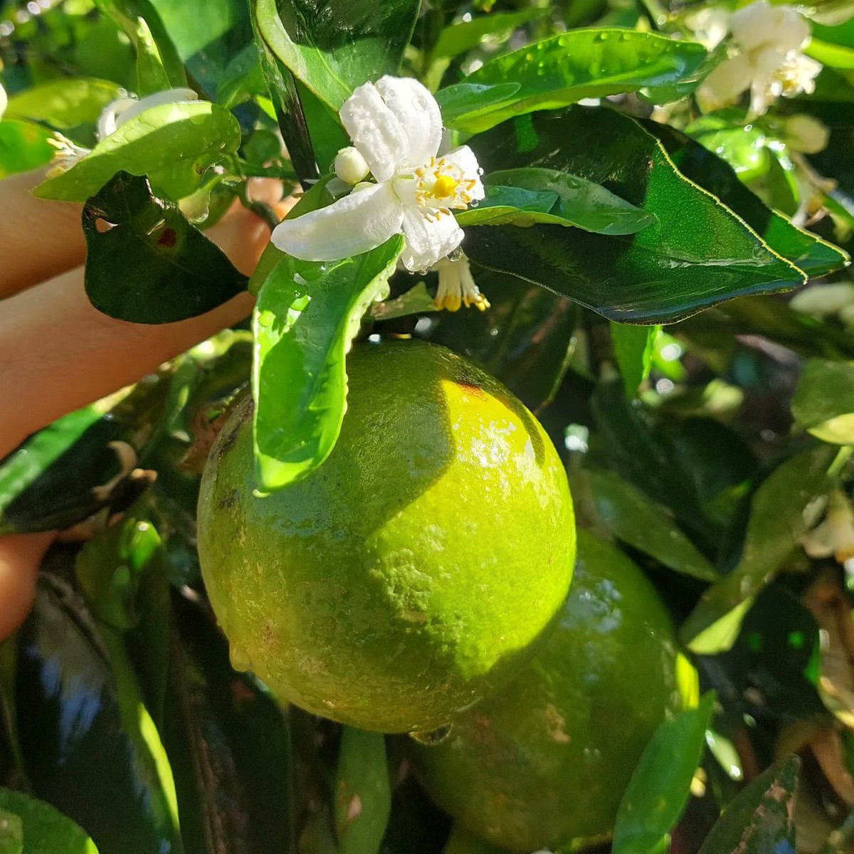 sandramnoro's tweet photo. Flor de laranjeiras.
Você conhece este perfume?

#flordelaranja #laranja #florlinda https://t.co/SUjfQ0cowQ