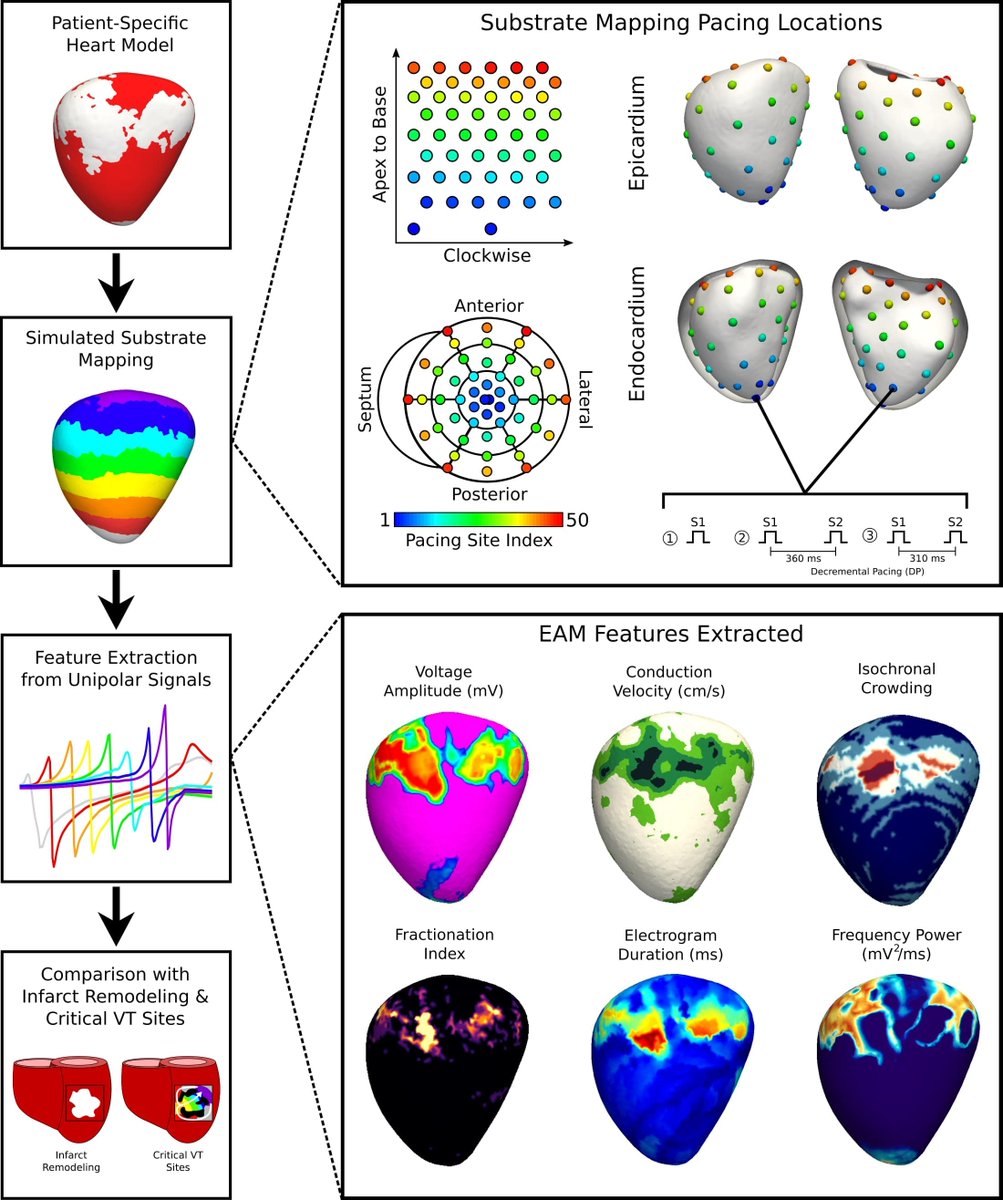 EricSung9's tweet photo. Excited that part of my thesis is published! https://t.co/r4oomnKcYu Using patient-specific heart models, we looked at how the #VTin3D substrate is affected by different functional mapping approaches.
#EPeeps #ablateVT
@trayanovalab @NTrayanova @JonChrispinMD  
A summary: 

(1/n) https://t.co/3qb60xAaUM